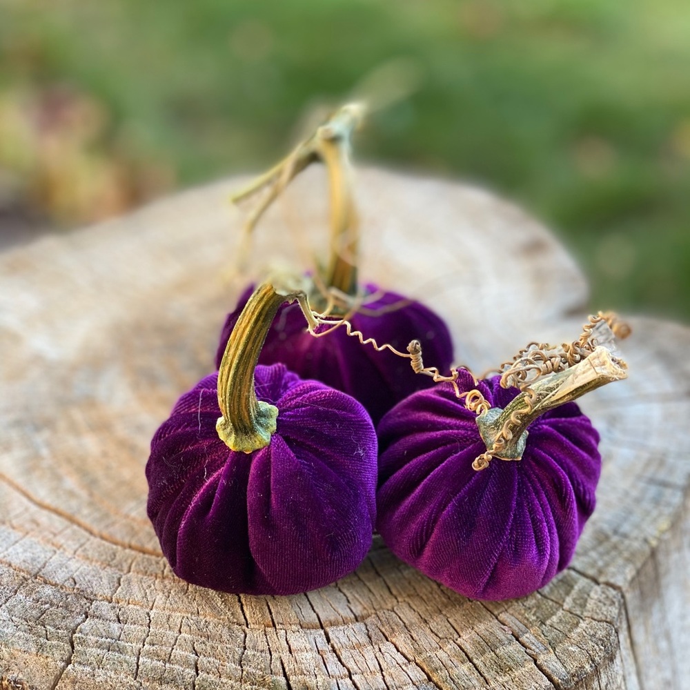 Velvet pumpkins - Picture 3 of 5
